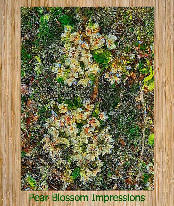 FireShot Capture 185 Pear Blossom Impressions by Dorothy Berry-Lound