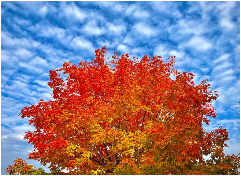 leaf peeping in newton falls ohio jigsaw puzzle